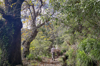 Levada da Serra do Faial – Camacha Walk
