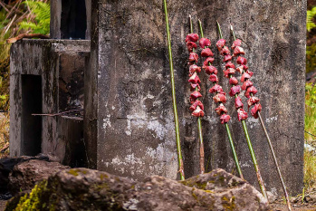 The Madeira Espetada Dinner Tour