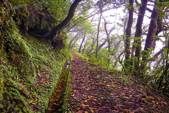 Levada Brasileiro – Levada do Moinho Walk