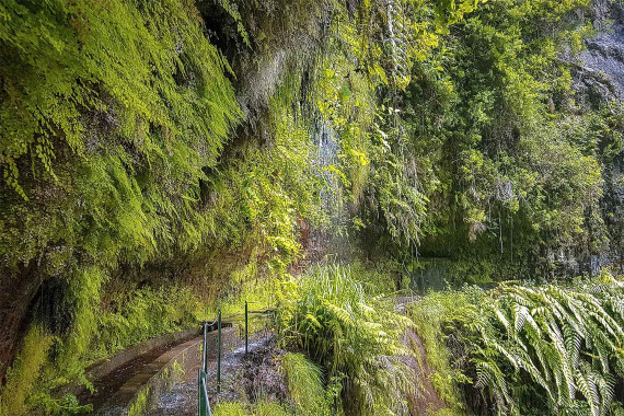 Levada do Rei Walk