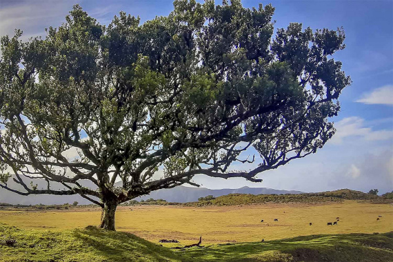 Levada dos Cedros – Fanal Walk