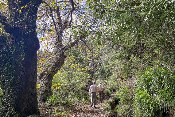Levada da Serra do Faial – Camacha Walk