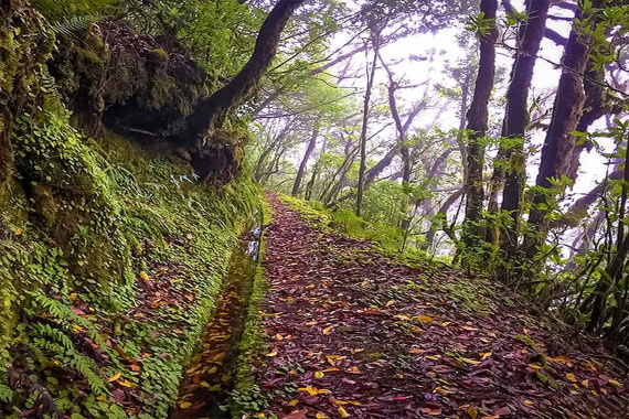 Levada Brasileiro – Levada do Moinho Walk