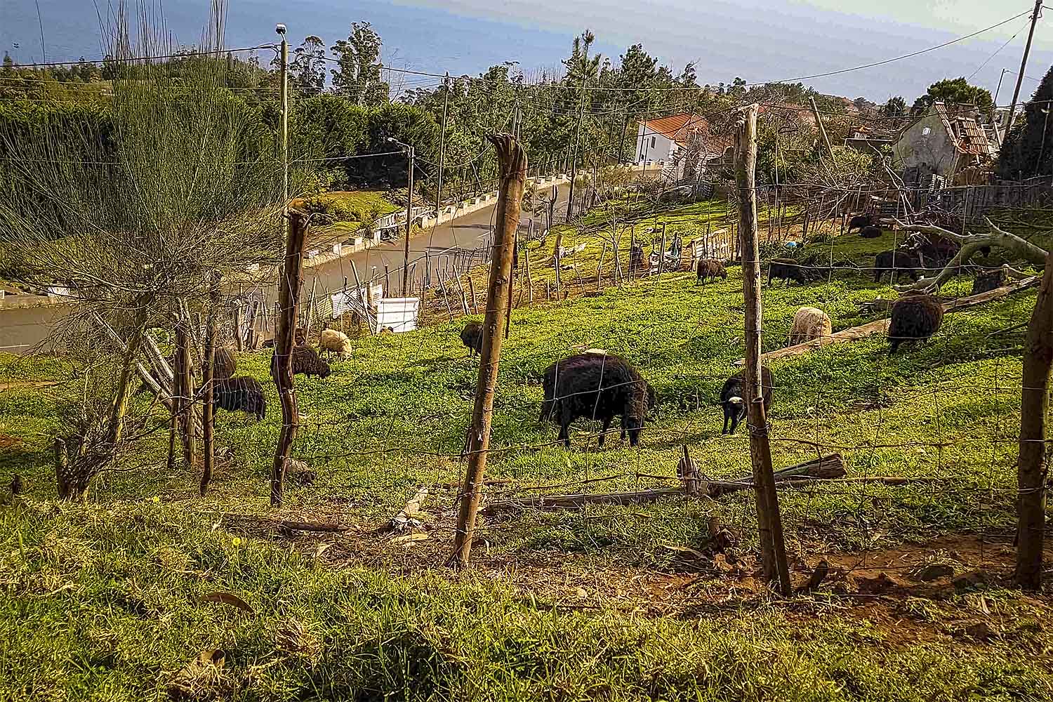 Camacha – Levada dos Tornos Walk