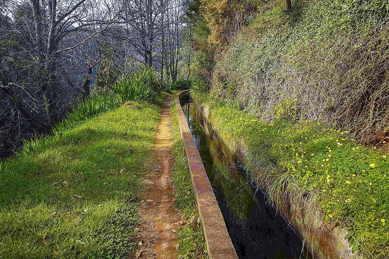 Camacha – Levada dos Tornos Walk