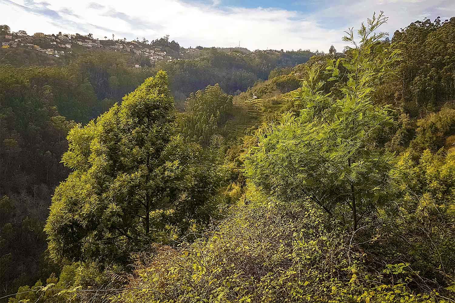 Camacha – Levada dos Tornos Walk