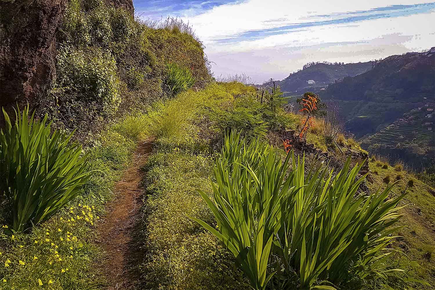 Camacha – Levada dos Tornos Walk