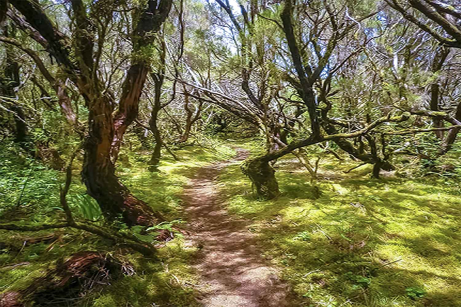 Caminho do Pináculo – Folhadal Walk