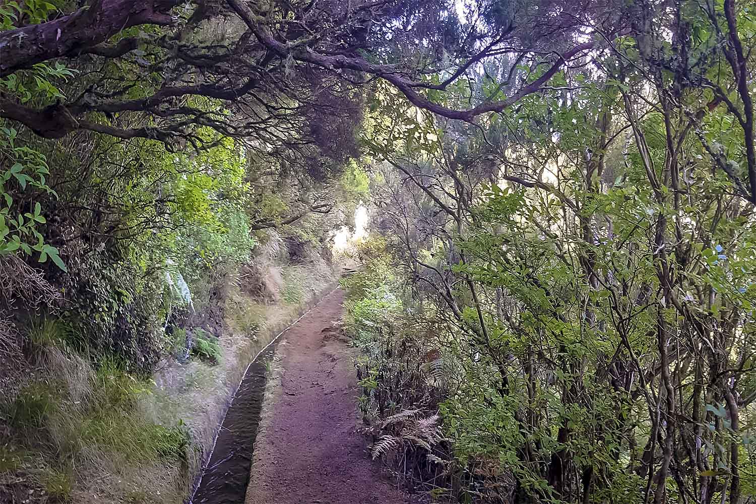 Levada Alecrim Walk