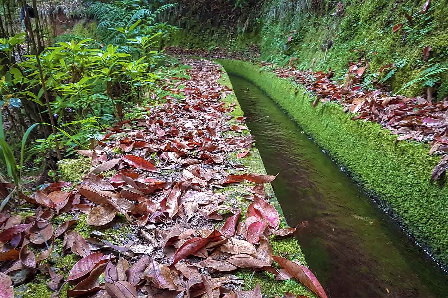 Levada Boaventura Walk