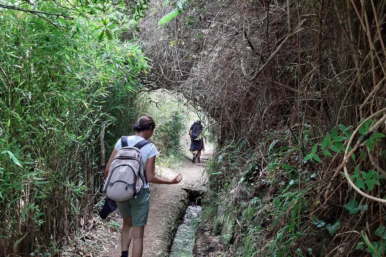 Levada Brasileiro – Levada do Moinho Walk