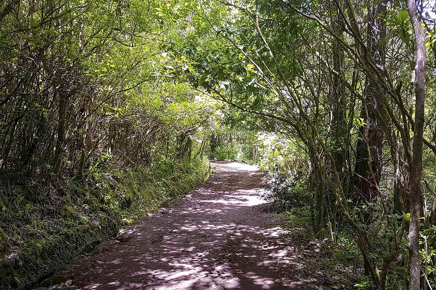 Levada Caldeirão Verde Walk