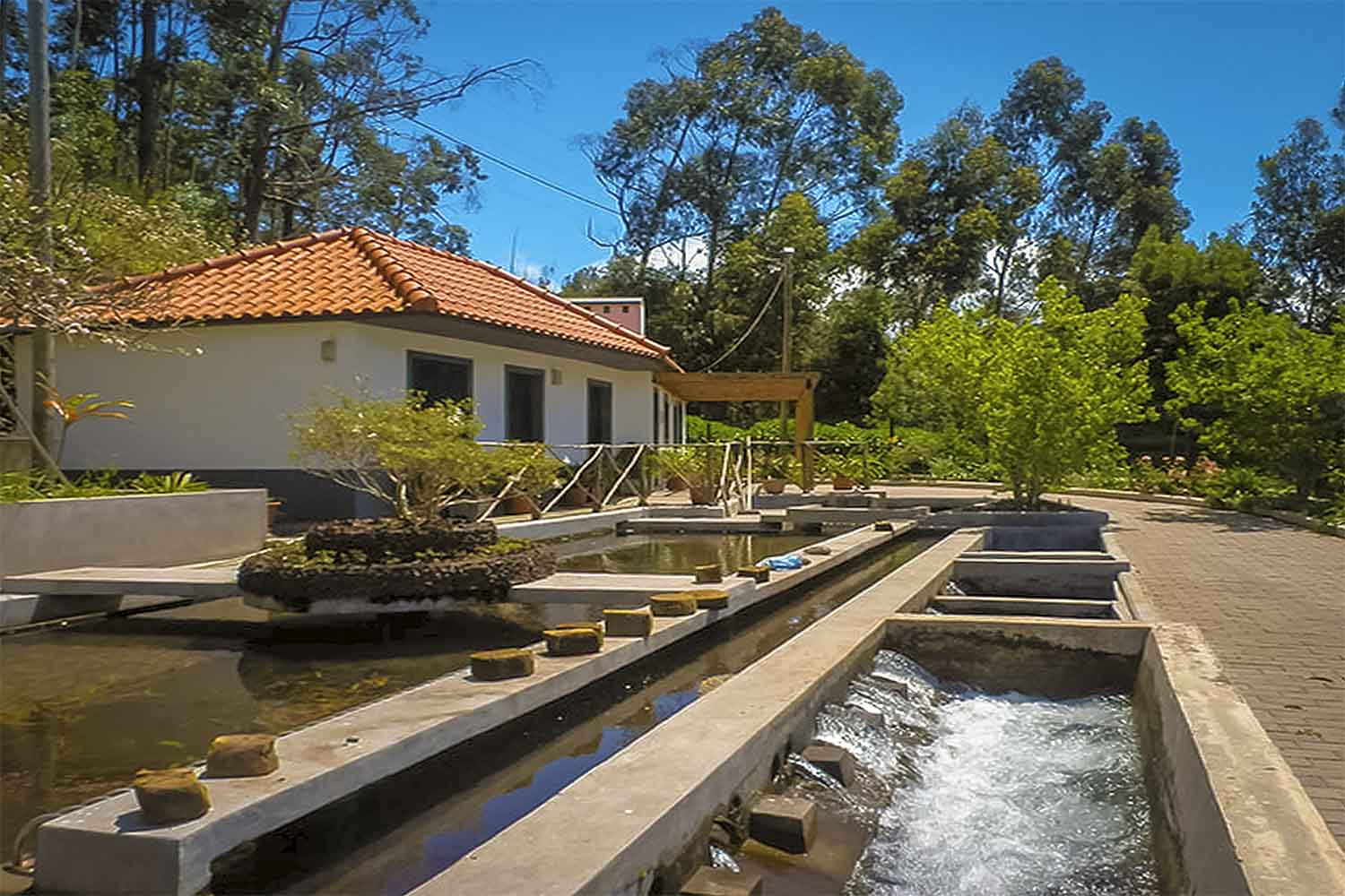 Levada Calheta – Prazeres Walk