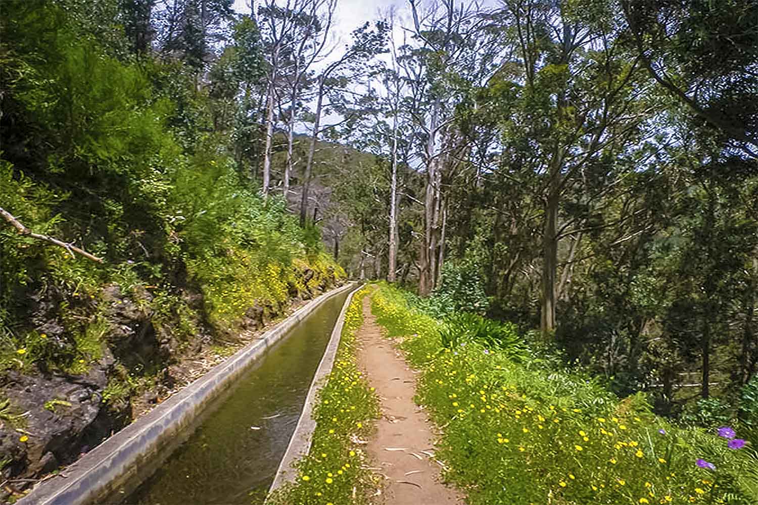 Levada Calheta – Prazeres Walk