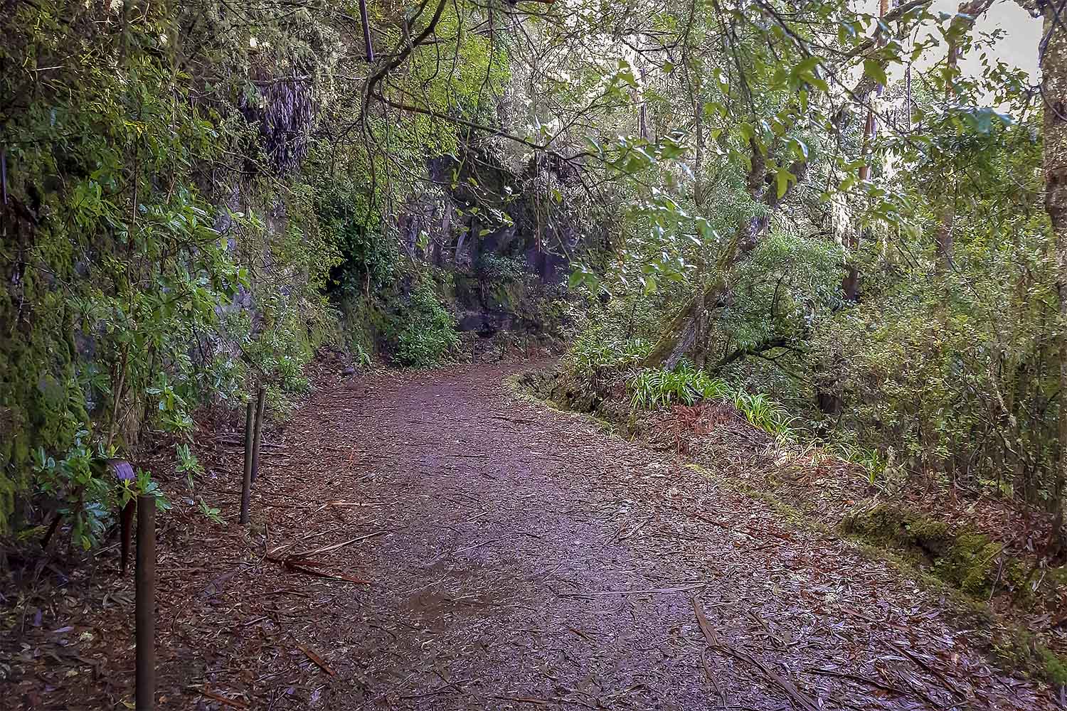 Levada Caminho para Todos Walk