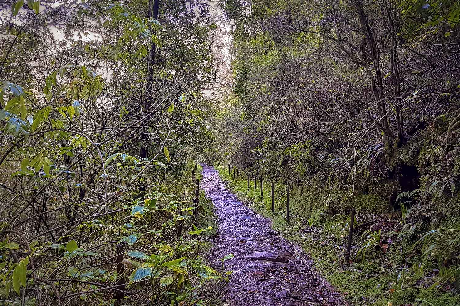 Levada Caminho para Todos Walk