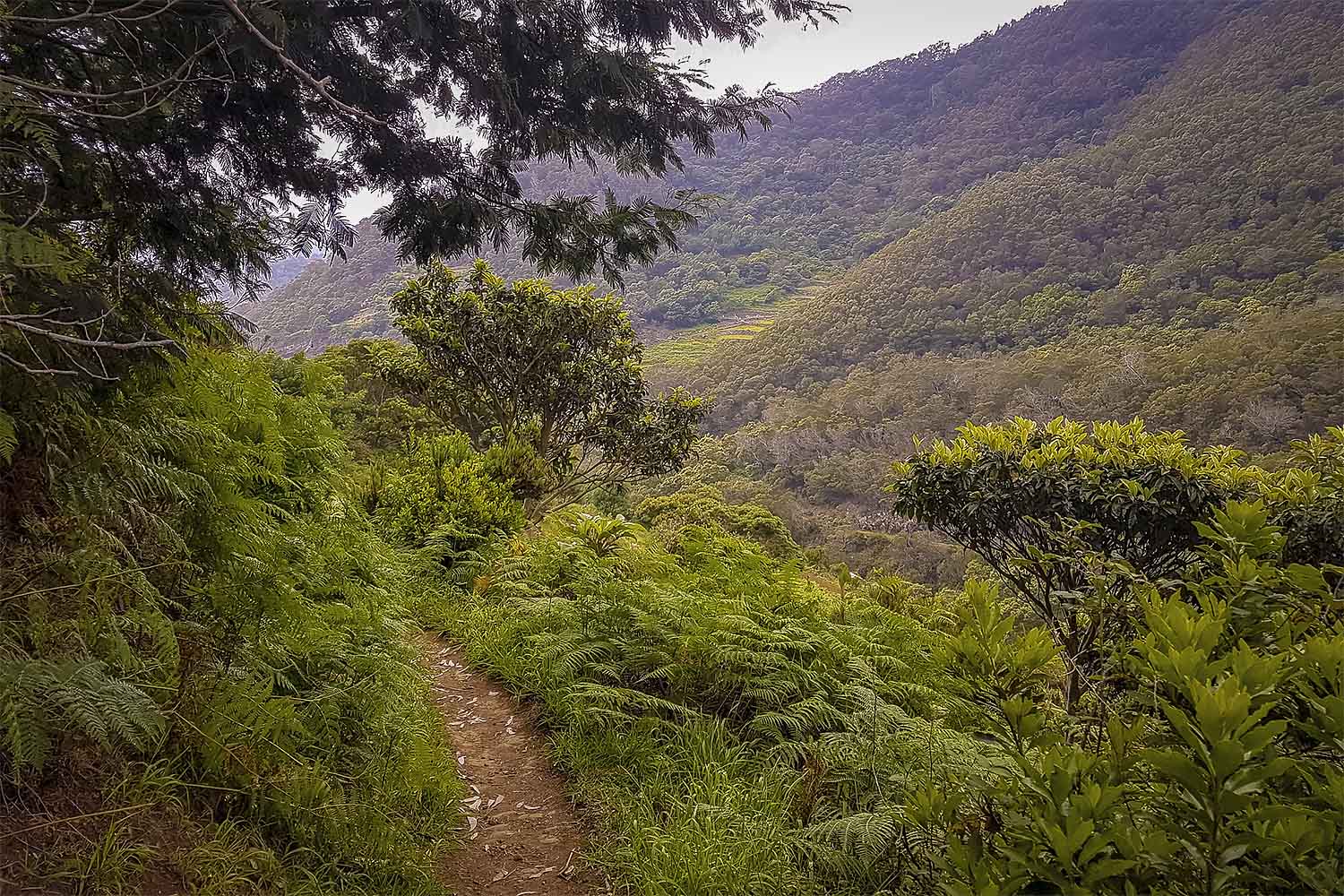 Levada Caniçal – Boca do Risco Walk