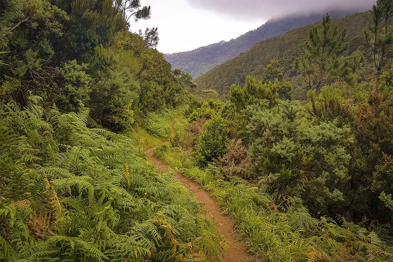 Levada Caniçal – Boca do Risco Walk