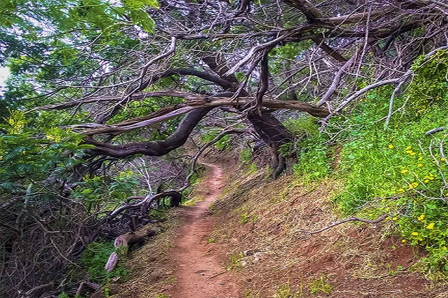 Levada Caniçal – Pico do Facho Walk