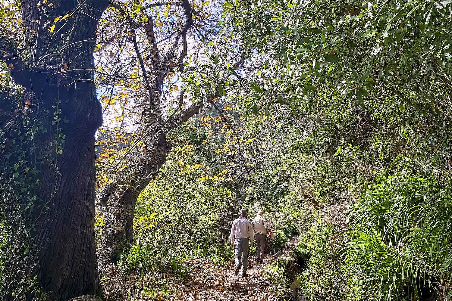 LEVADA DA SERRA DO FAIAL – CAMACHA WALK