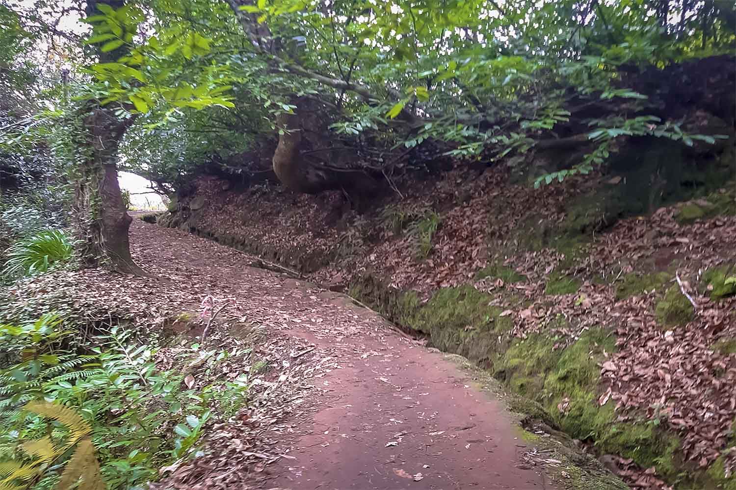 Levada da Serra do Faial – Camacha Walk