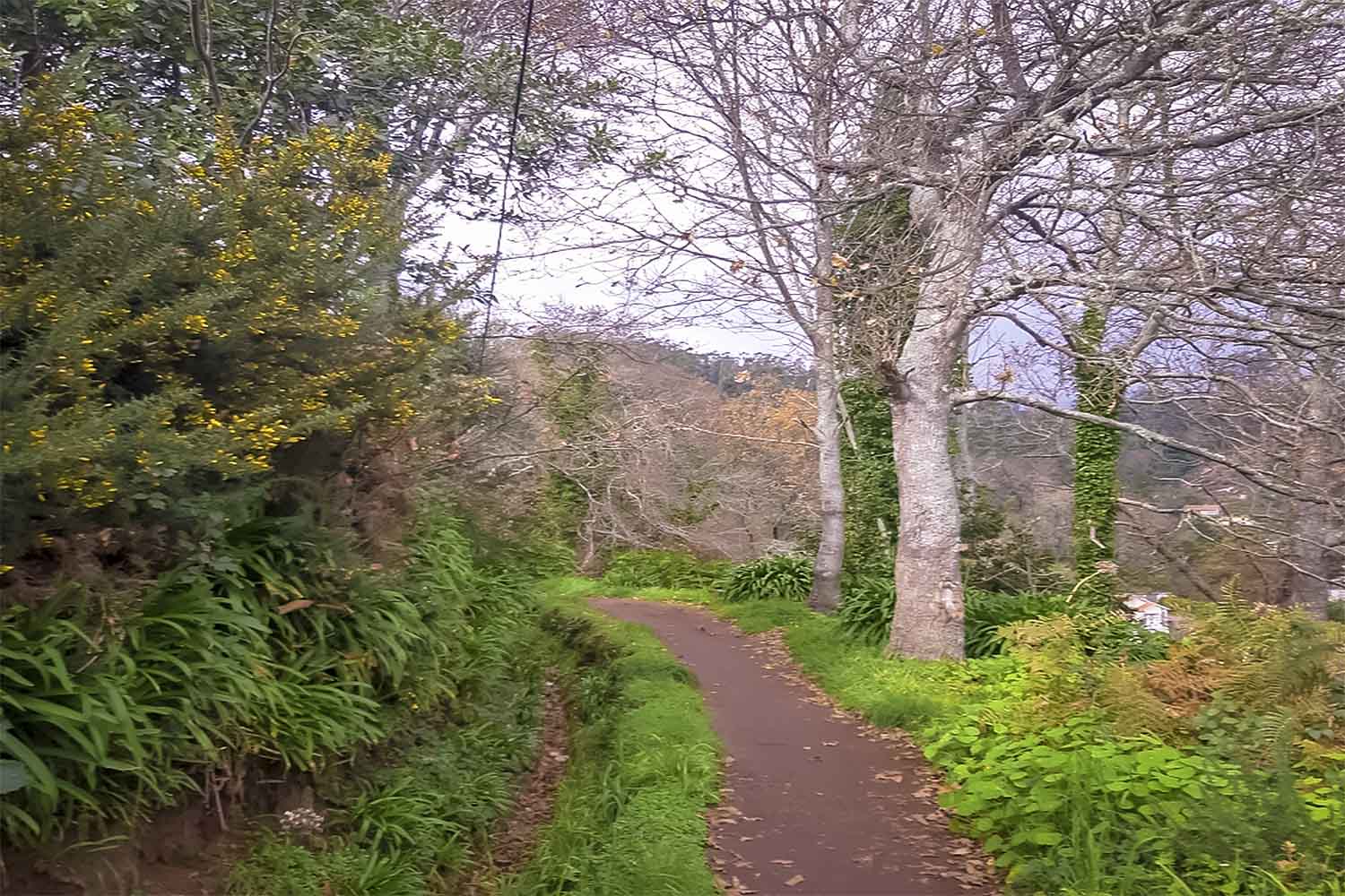 Levada da Serra do Faial – Camacha Walk