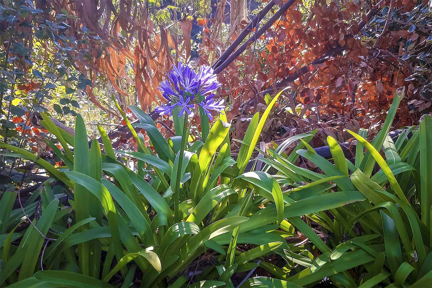 Levada da Serra do Faial – Camacha Walk