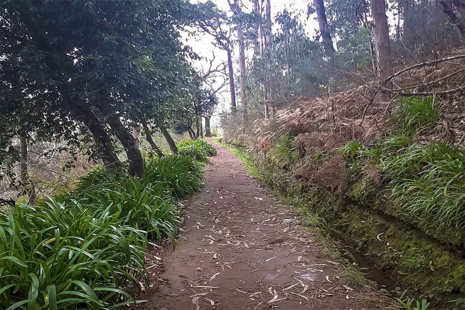 Levada da Serra do Faial – Camacha Walk