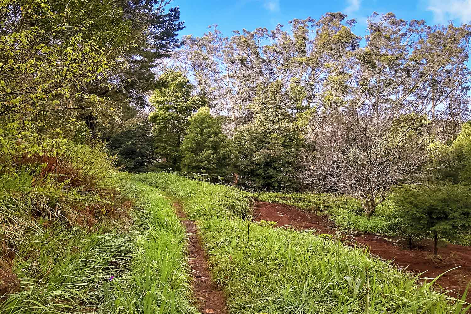 Levada do Moinho Walk