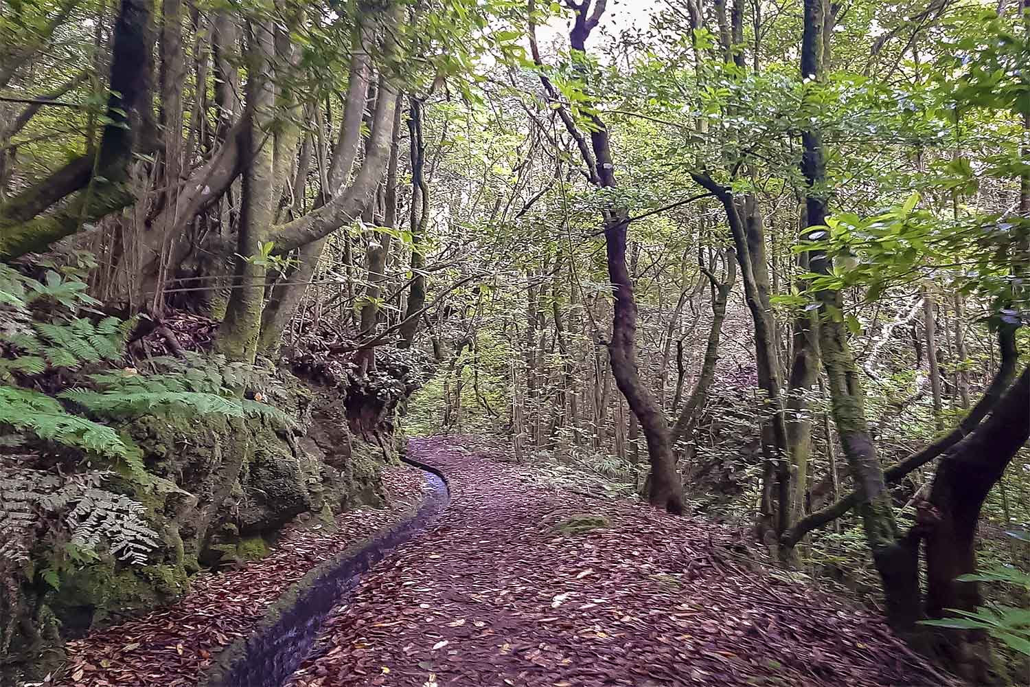 Levada do Moinho Walk