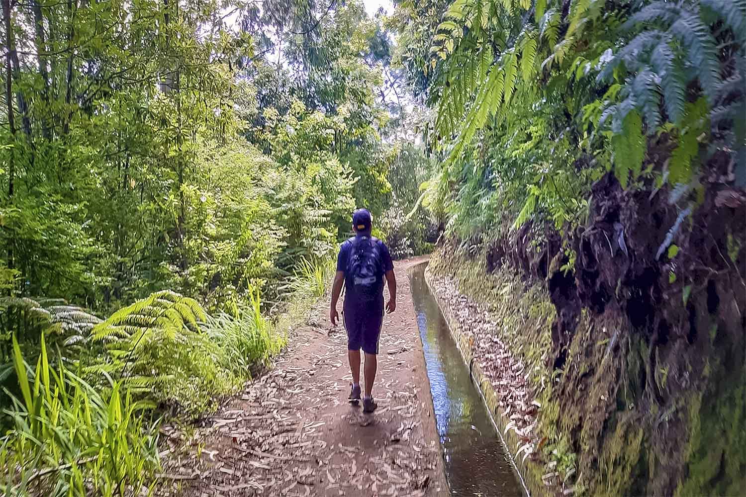 Levada do Rei Walk