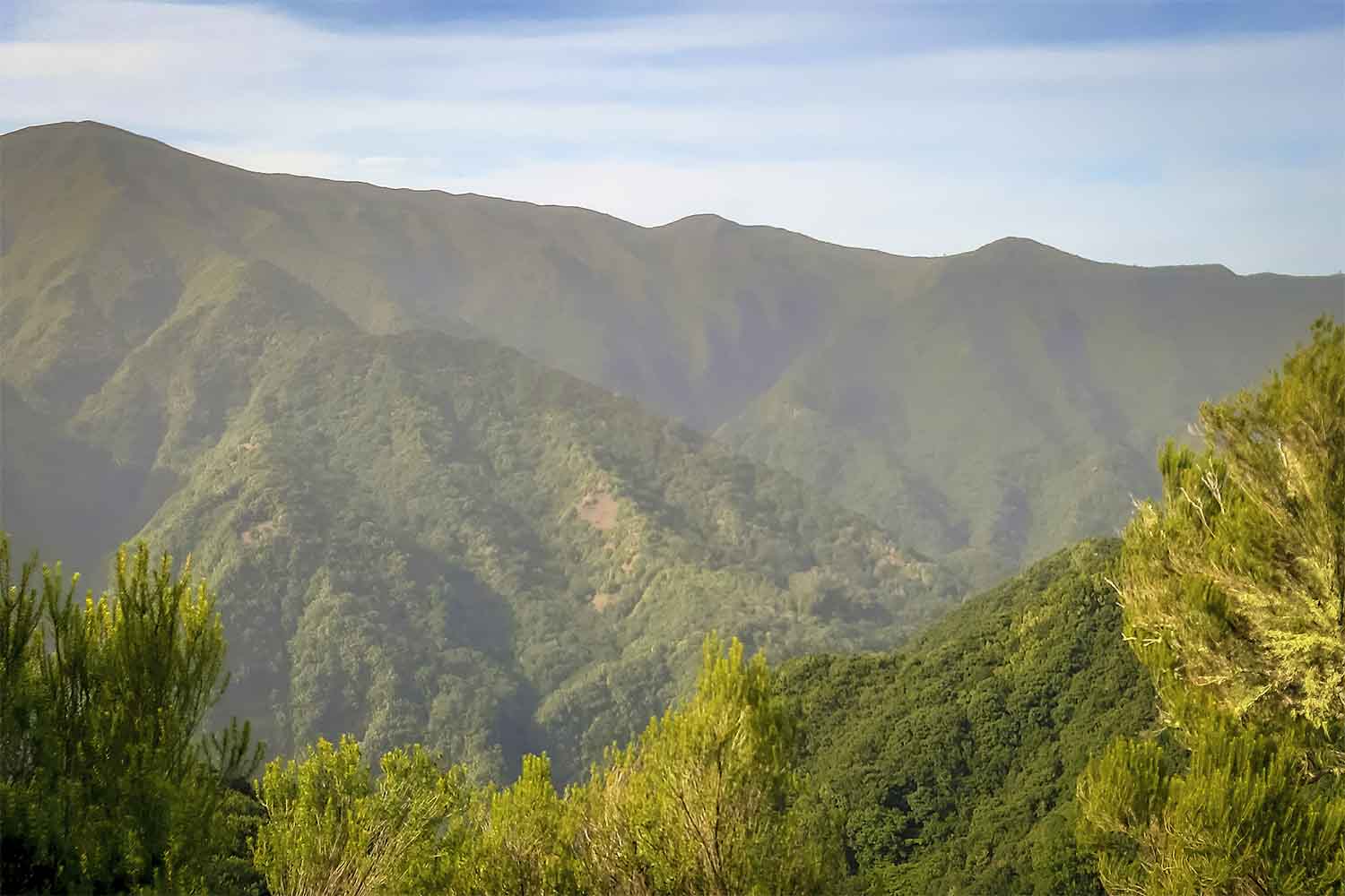 Levada dos Cedros – Fanal Walk