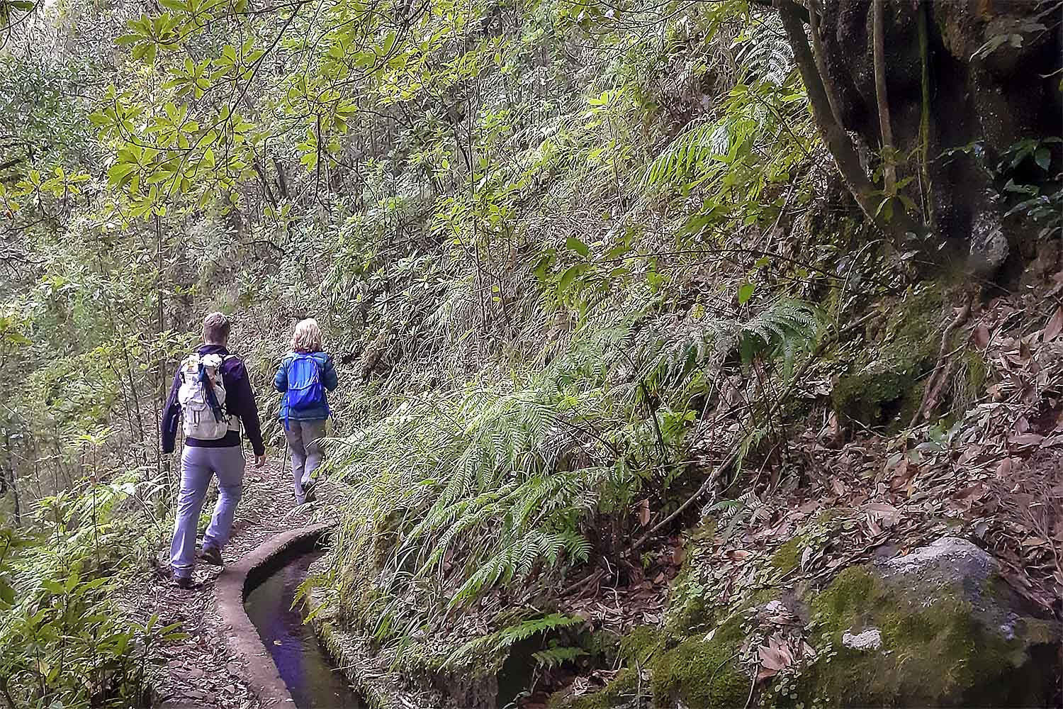 Levada dos Cedros – Fanal Walk