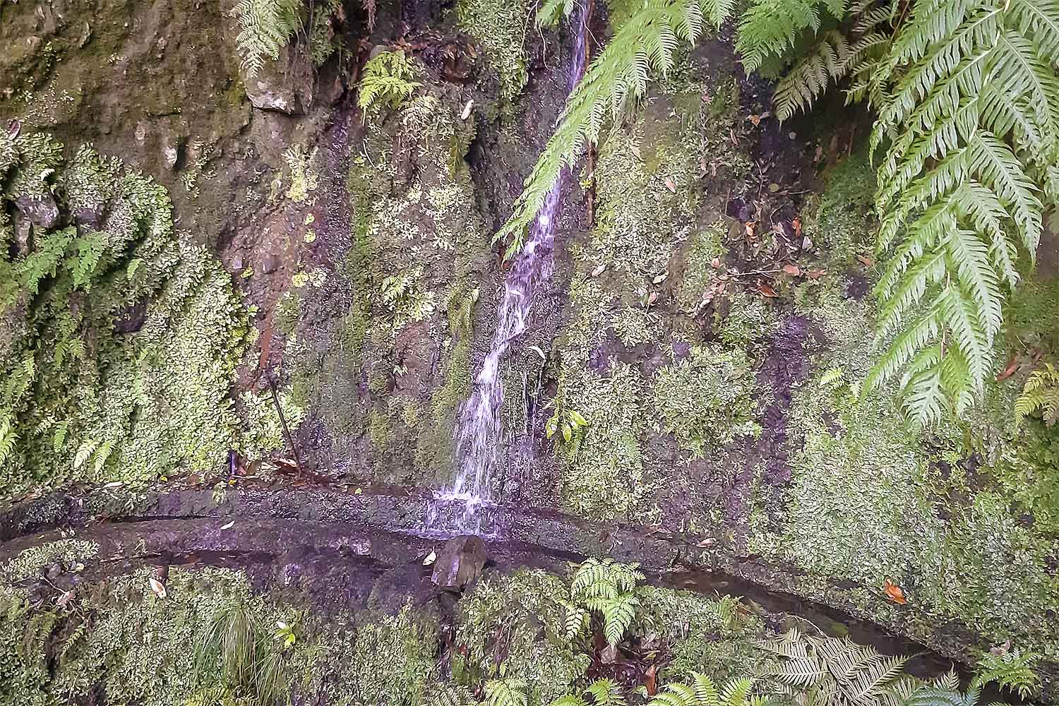 Levada dos Cedros – Fanal Walk