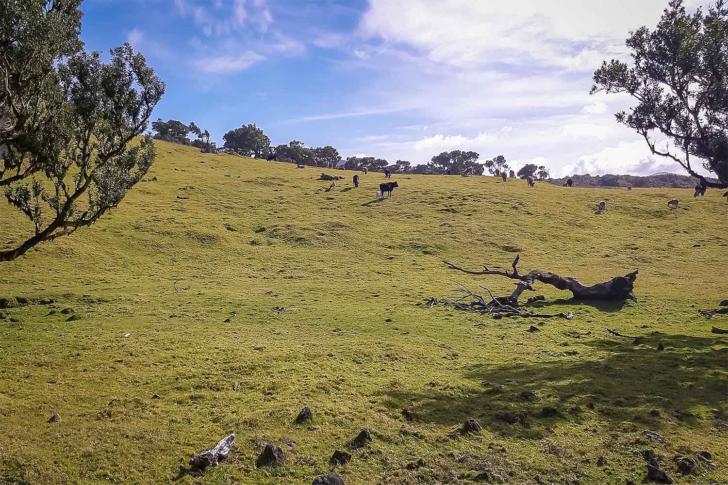 Levada dos Cedros – Fanal Walk
