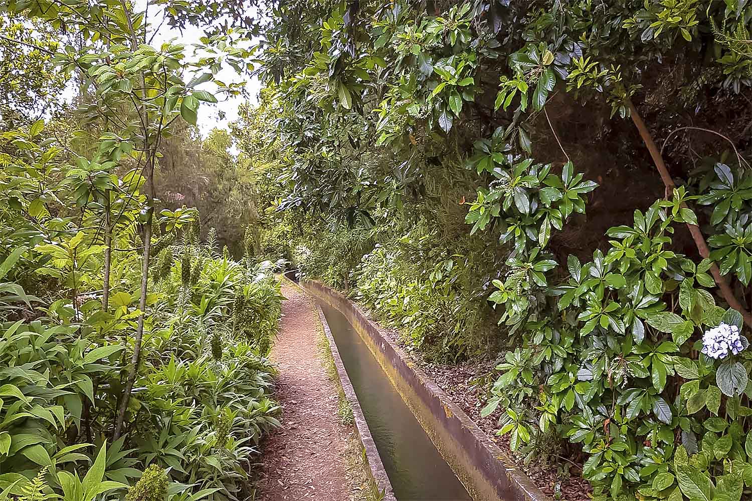 Levada Fajã dos Rodrigues Walk