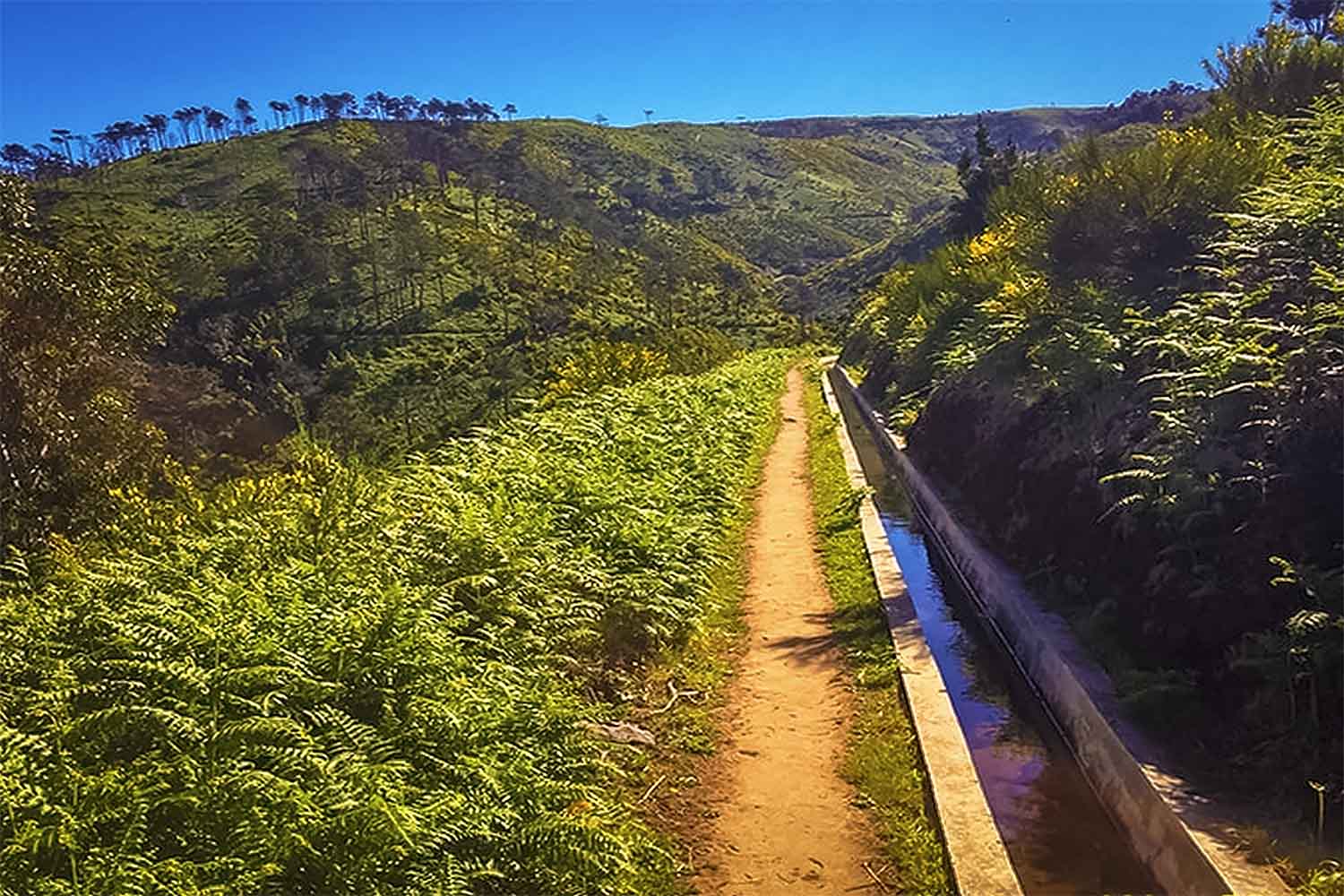Levada Pedregal – Ponta do Pargo Walk