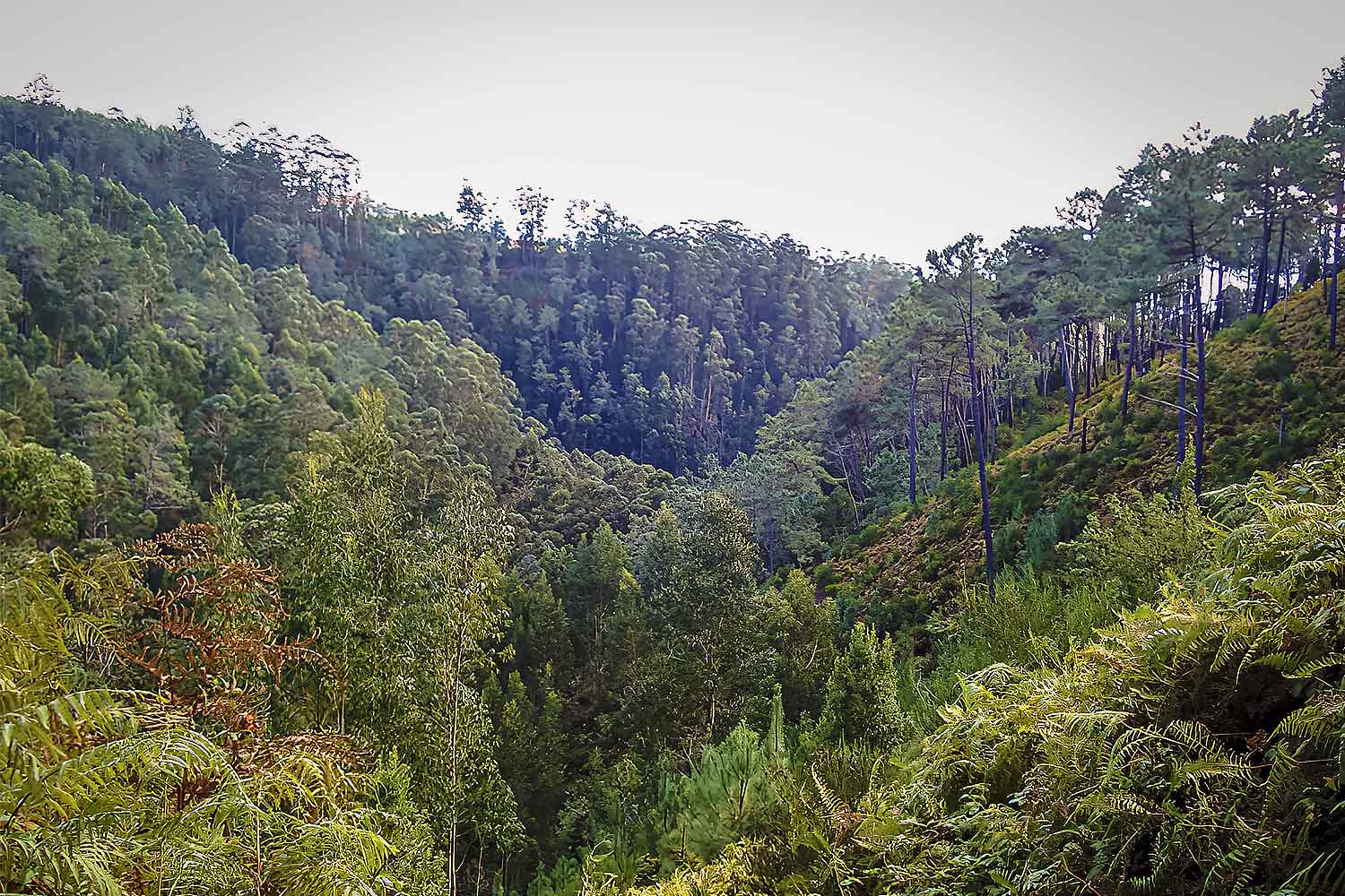Levada Prazeres – Raposeira Walk