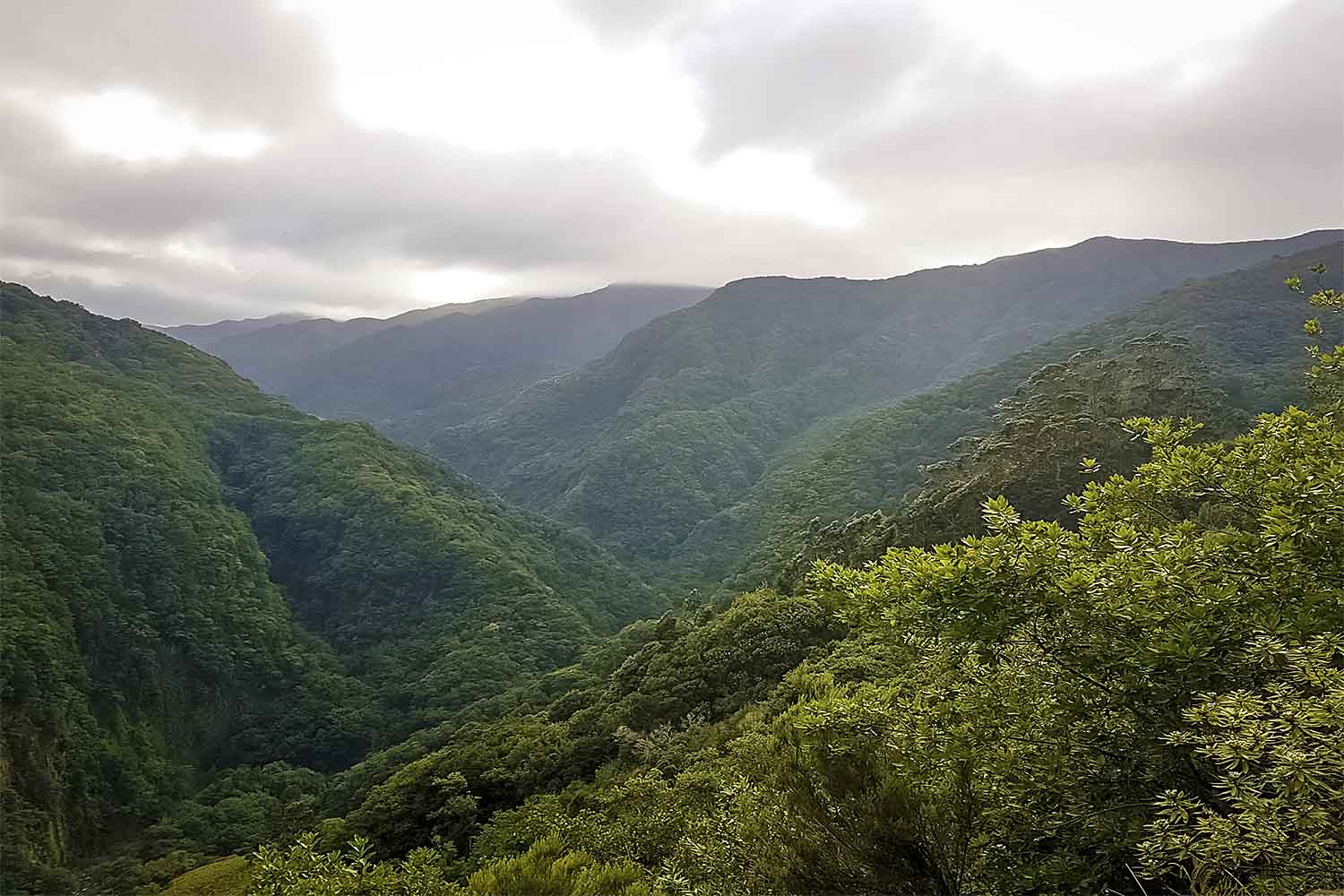 Levada Ribeira da Janela Walk