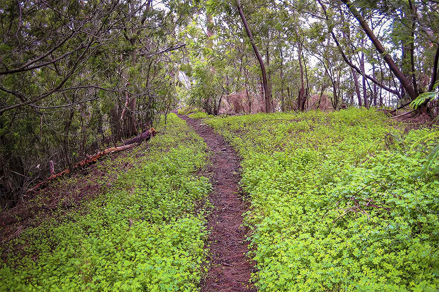 Penha de Águia Walk