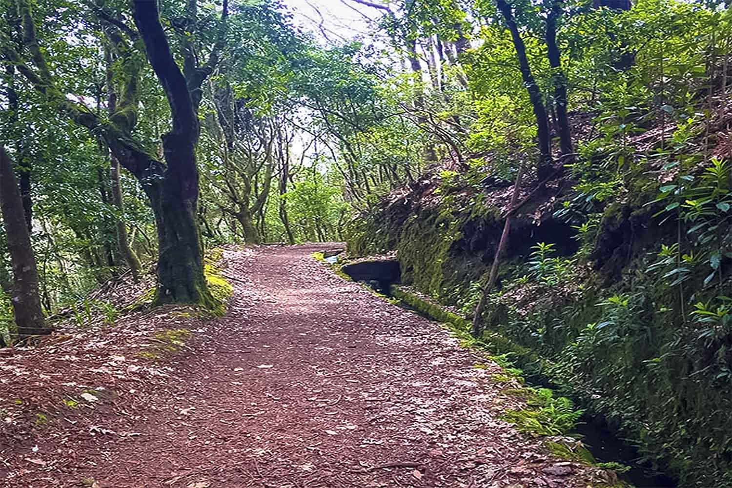 Santo da Serra – Levada da Serra do Faial Walk
