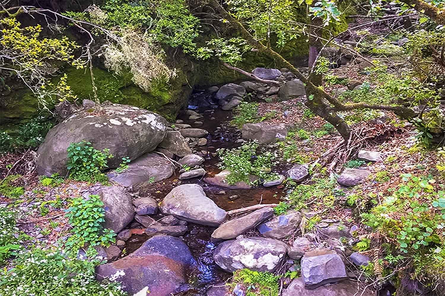 Santo da Serra – Levada da Serra do Faial Walk