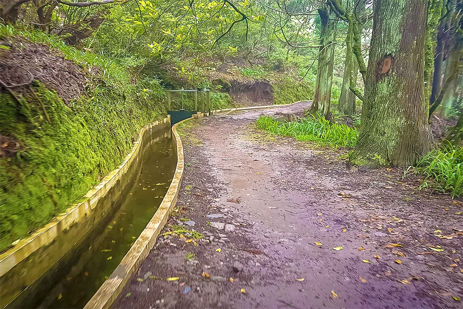 Santo da Serra – Ribeiro Frio Walk